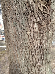 Fraxinus pennsylvanica