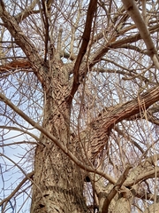 Fraxinus pennsylvanica