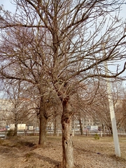 Fraxinus pennsylvanica