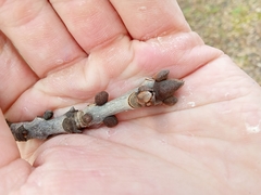 Fraxinus pennsylvanica