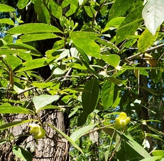 Exobasidium symploci