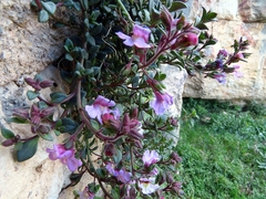 Chaenorhinum origanifolium