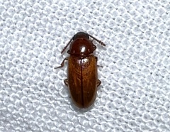 Cryptophilus