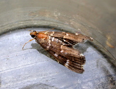 Hymenia perspectalis
