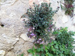 Chaenorhinum origanifolium