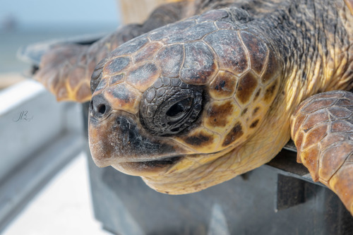 Loggerhead Sea Turtle