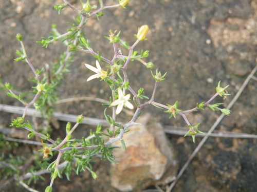 Image of Wahlenbergia albens by (c) Antoinette Eyssell Knox, some rights reserved (CC BY-SA)
