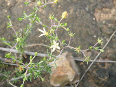 Wahlenbergia albens