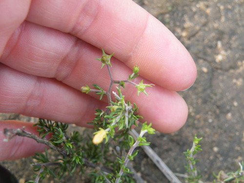 Image of Wahlenbergia albens by (c) Antoinette Eyssell Knox, some rights reserved (CC BY-SA)