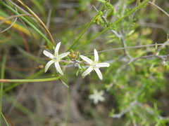 Wahlenbergia albens