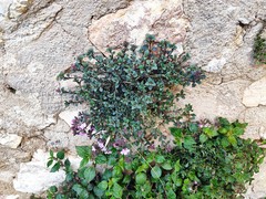 Chaenorhinum origanifolium