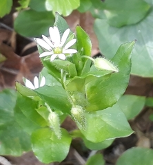 Stellaria neglecta