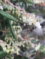 Comarostaphylis diversifolia diversifolia