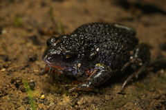 Pseudophryne semimarmorata
