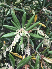 Comarostaphylis diversifolia diversifolia