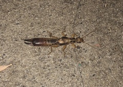 Dacnodes shortridgei