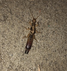 Dacnodes shortridgei