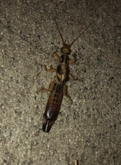 Dacnodes shortridgei