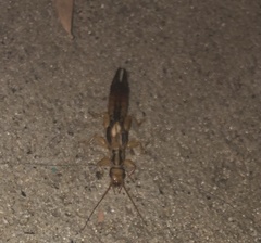 Dacnodes shortridgei