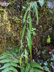 Veronicastrum formosanum