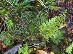Hymenophyllum badium