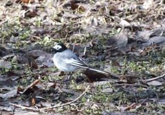 Motacilla alba personata
