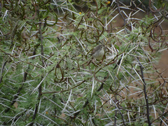 Prinia maculosa exultans