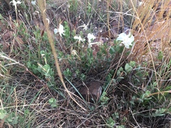 Mandevilla macrosiphon