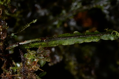 Hymenophyllum badium