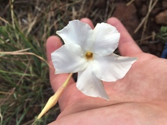 Mandevilla macrosiphon