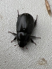 Dyscinetus morator