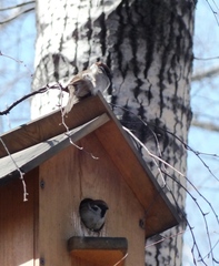 Passer montanus