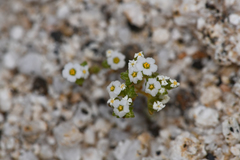 Linanthus maculatus emaculatus
