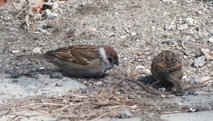 Passer montanus
