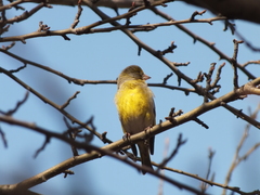 Chloris chloris