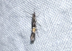 Cosmopterix lespedezae