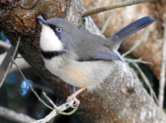 Apalis thoracica claudei