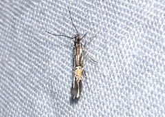 Cosmopterix lespedezae