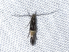 Cosmopterix lespedezae