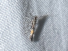 Cosmopterix lespedezae