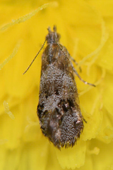 Tebenna gnaphaliella