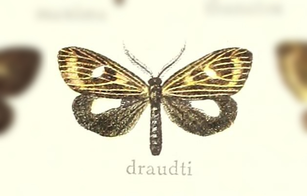 Polypoetes eriphus