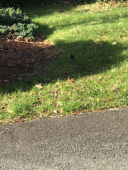 Turdus migratorius