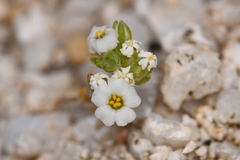 Linanthus maculatus emaculatus