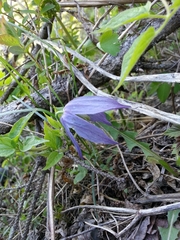 Clematis occidentalis grosseserrata