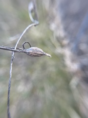 Neolasioptera convolvuli