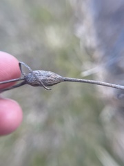 Neolasioptera convolvuli