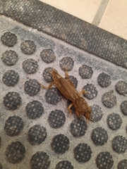 Neoscapteriscus borellii