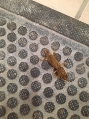 Neoscapteriscus borellii