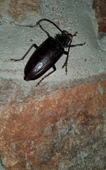 Anthracocentrus capensis